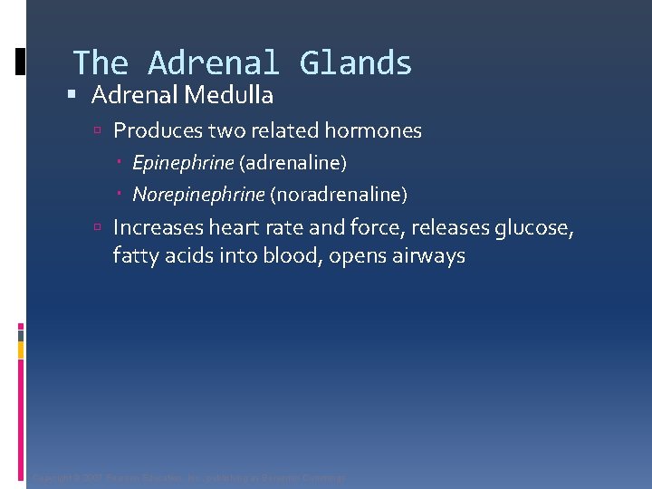 The Adrenal Glands Adrenal Medulla Produces two related hormones Epinephrine (adrenaline) Norepinephrine (noradrenaline) Increases