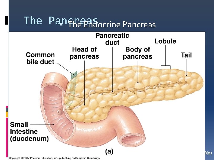 The Pancreas The Endocrine Pancreas Figure 10 -13(a) 