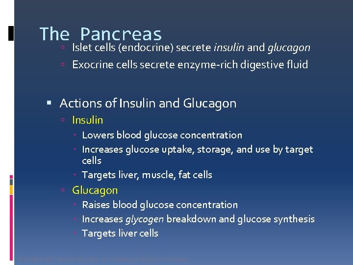 The Pancreas Islet cells (endocrine) secrete insulin and glucagon Exocrine cells secrete enzyme-rich digestive