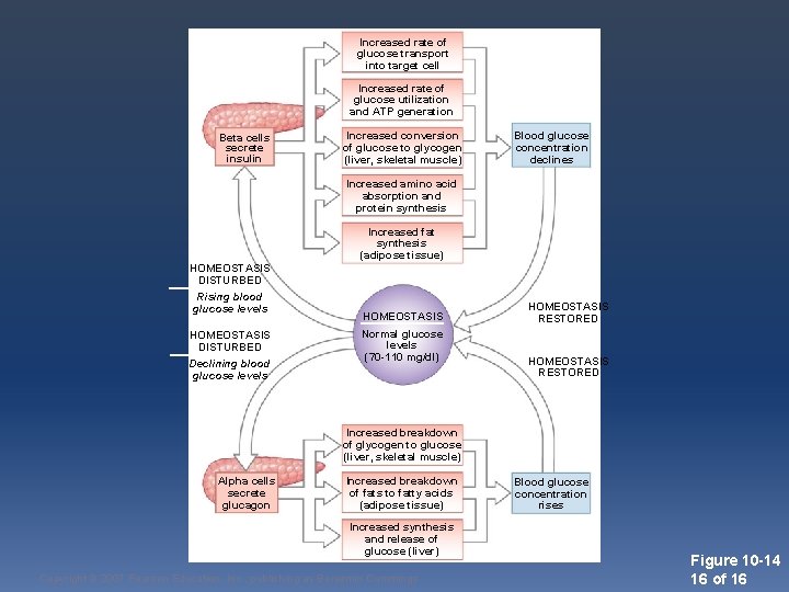 Increased rate of glucose transport into target cell Increased rate of glucose utilization and