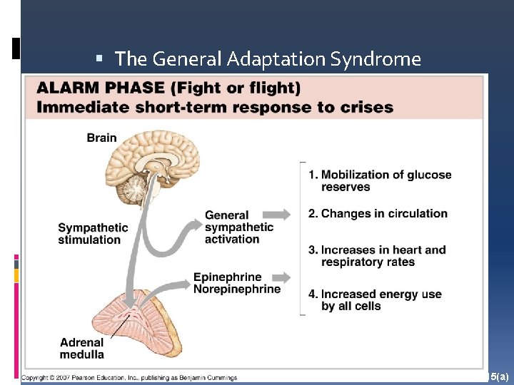  The General Adaptation Syndrome Figure 10 -15(a) 
