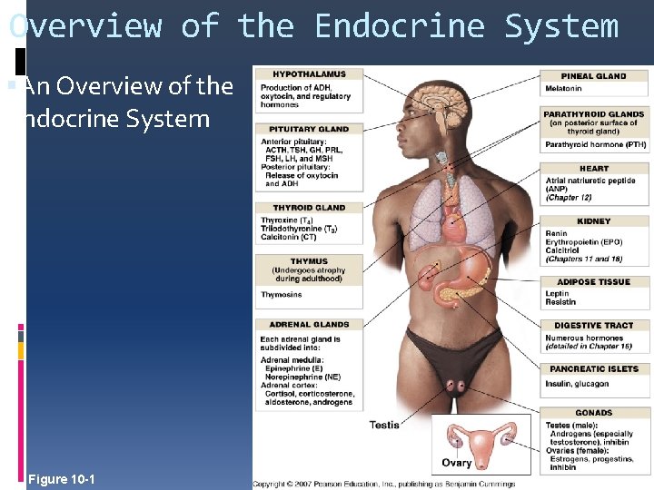 Overview of the Endocrine System An Overview of the Endocrine System Figure 10 -1