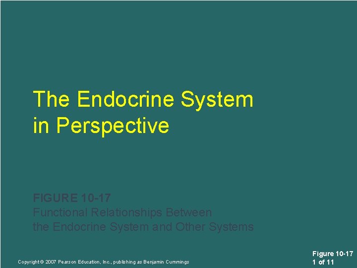 The Endocrine System in Perspective FIGURE 10 -17 Functional Relationships Between the Endocrine System