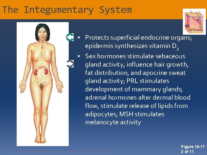 The Integumentary System • Protects superficial endocrine organs; epidermis synthesizes vitamin D 3 •