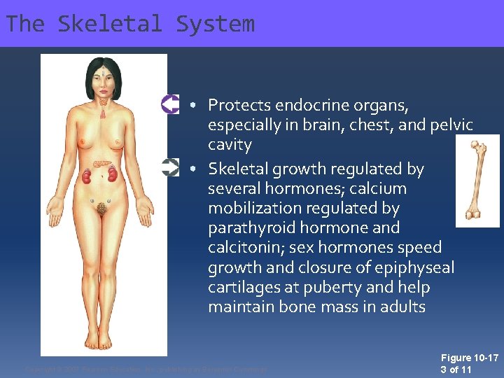 The Skeletal System • Protects endocrine organs, especially in brain, chest, and pelvic cavity