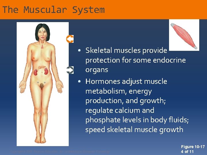 The Muscular System • Skeletal muscles provide protection for some endocrine organs • Hormones
