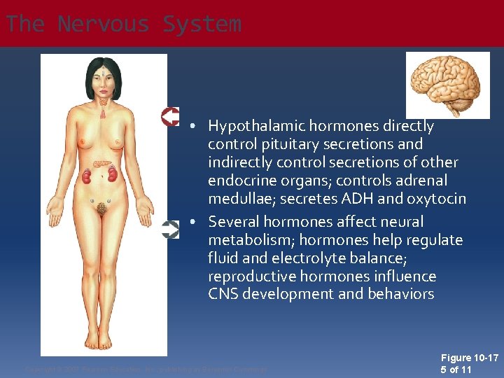 The Nervous System • Hypothalamic hormones directly control pituitary secretions and indirectly control secretions
