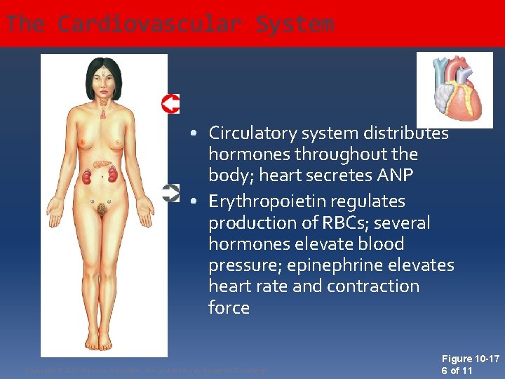 The Cardiovascular System • Circulatory system distributes hormones throughout the body; heart secretes ANP