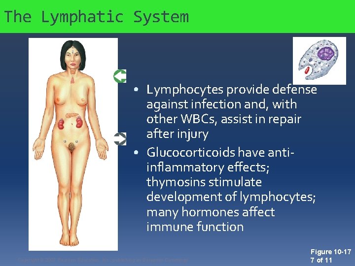 The Lymphatic System • Lymphocytes provide defense against infection and, with other WBCs, assist