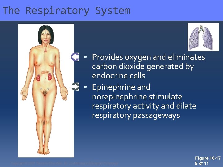 The Respiratory System • Provides oxygen and eliminates carbon dioxide generated by endocrine cells