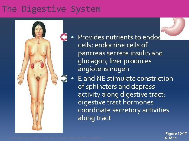 The Digestive System • Provides nutrients to endocrine cells; endocrine cells of pancreas secrete