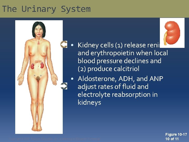 The Urinary System • Kidney cells (1) release renin and erythropoietin when local blood