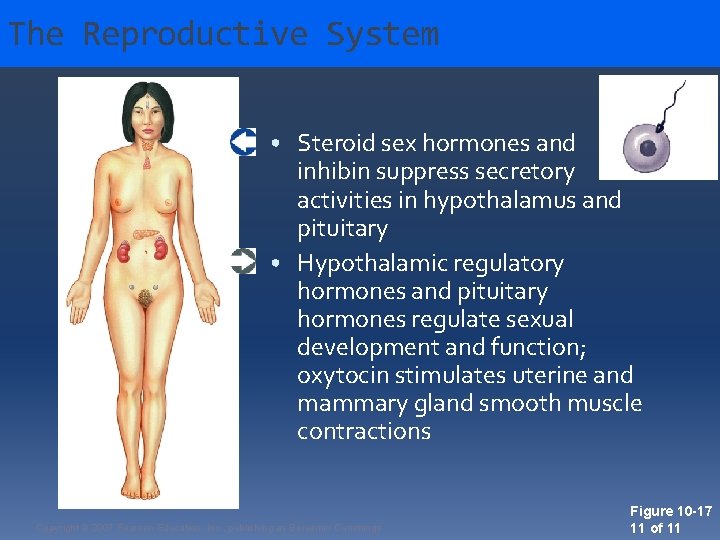 The Reproductive System • Steroid sex hormones and inhibin suppress secretory activities in hypothalamus