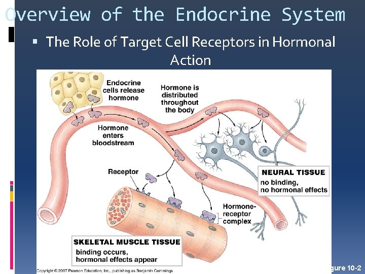Overview of the Endocrine System The Role of Target Cell Receptors in Hormonal Action