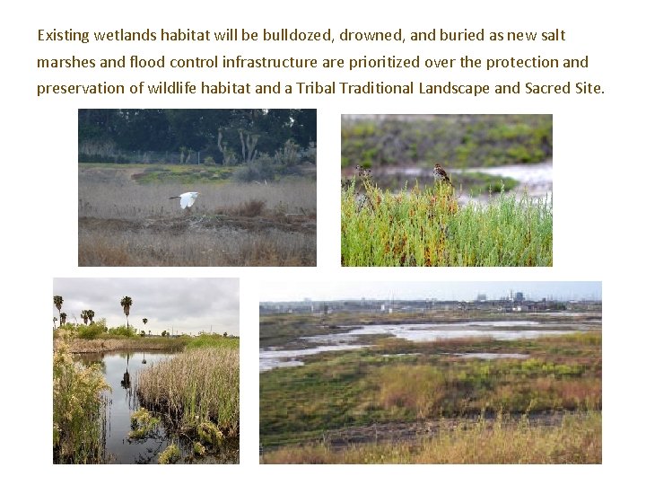 Existing wetlands habitat will be bulldozed, drowned, and buried as new salt marshes and