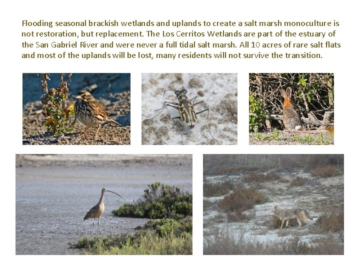 Flooding seasonal brackish wetlands and uplands to create a salt marsh monoculture is not