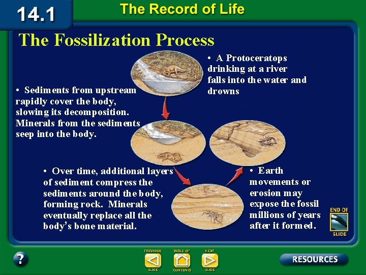 The Fossilization Process • Sediments from upstream rapidly cover the body, slowing its decomposition.