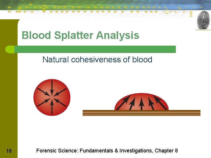 Blood Splatter Analysis Natural cohesiveness of blood 18 Forensic Science: Fundamentals & Investigations, Chapter