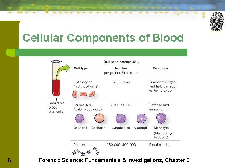 Cellular Components of Blood 5 Forensic Science: Fundamentals & Investigations, Chapter 8 