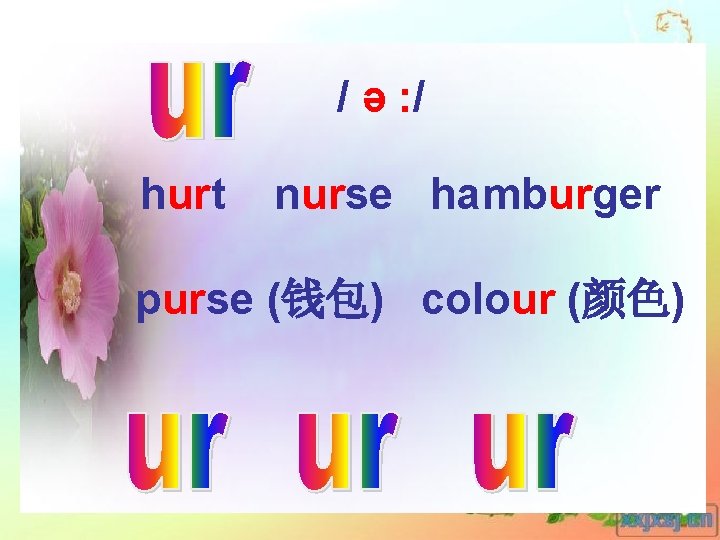 / ə : / hurt nurse hamburger purse (钱包) colour (颜色) 