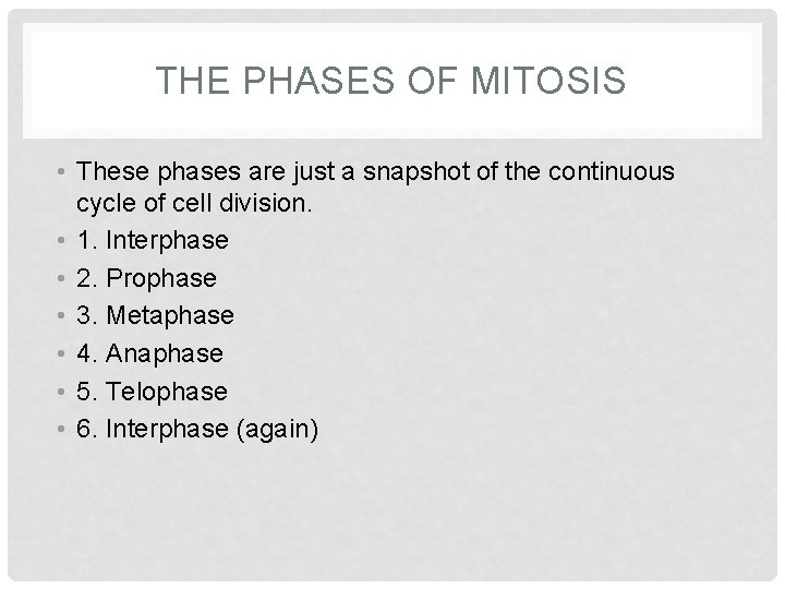 THE PHASES OF MITOSIS • These phases are just a snapshot of the continuous