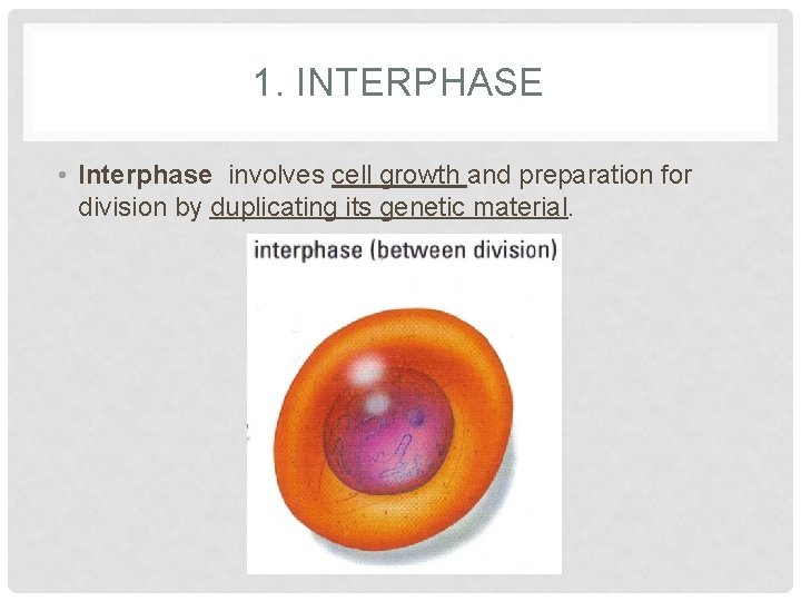 1. INTERPHASE • Interphase involves cell growth and preparation for division by duplicating its