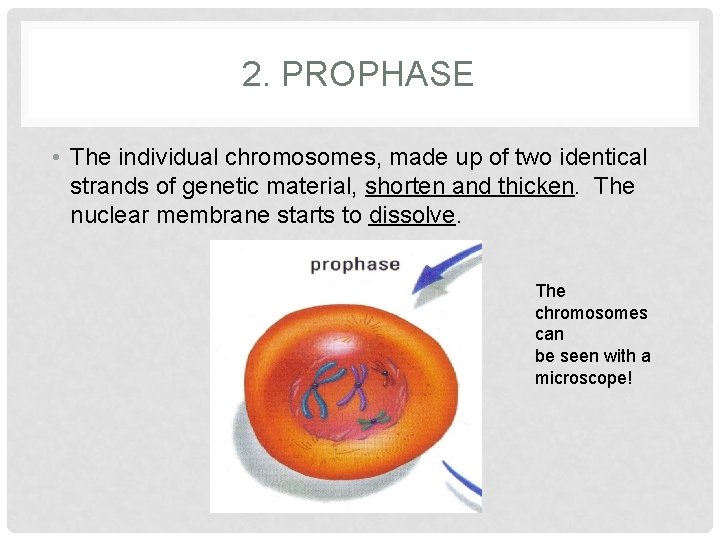 2. PROPHASE • The individual chromosomes, made up of two identical strands of genetic