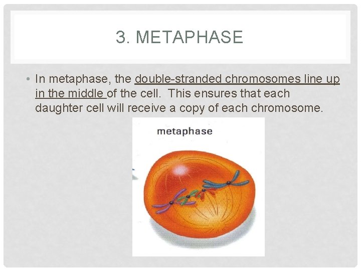 3. METAPHASE • In metaphase, the double-stranded chromosomes line up in the middle of