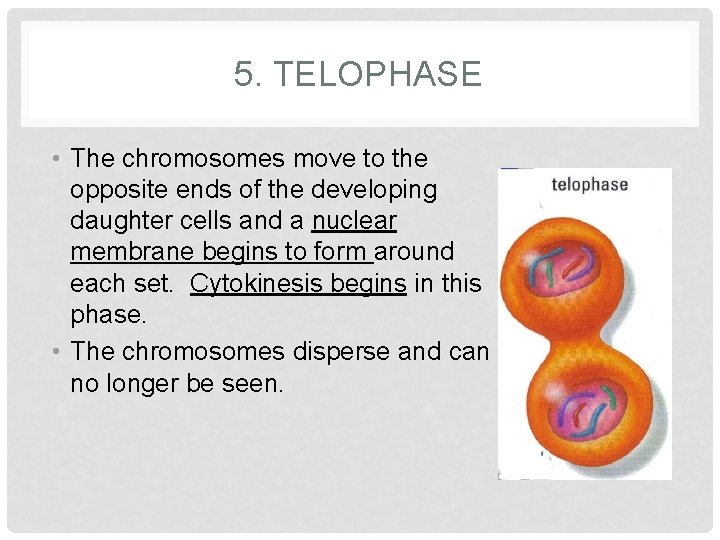 5. TELOPHASE • The chromosomes move to the opposite ends of the developing daughter