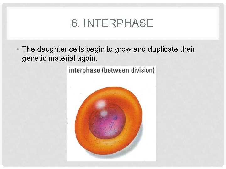 6. INTERPHASE • The daughter cells begin to grow and duplicate their genetic material