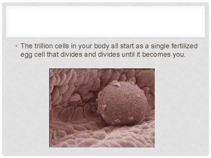  • The trillion cells in your body all start as a single fertilized