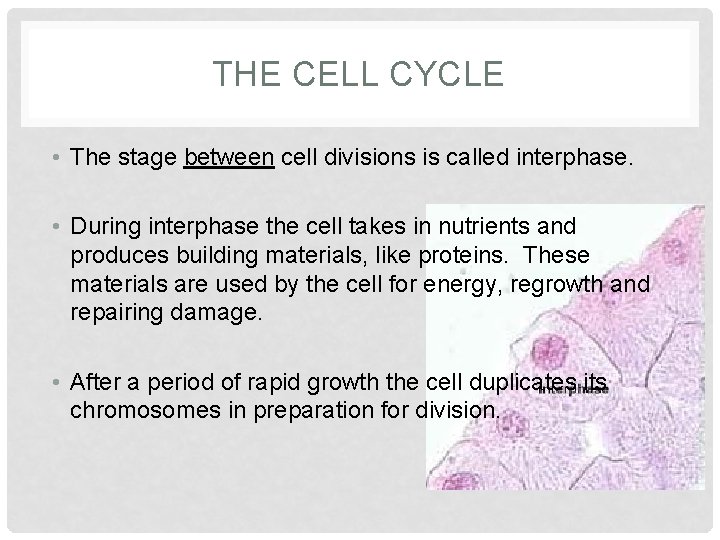 THE CELL CYCLE • The stage between cell divisions is called interphase. • During