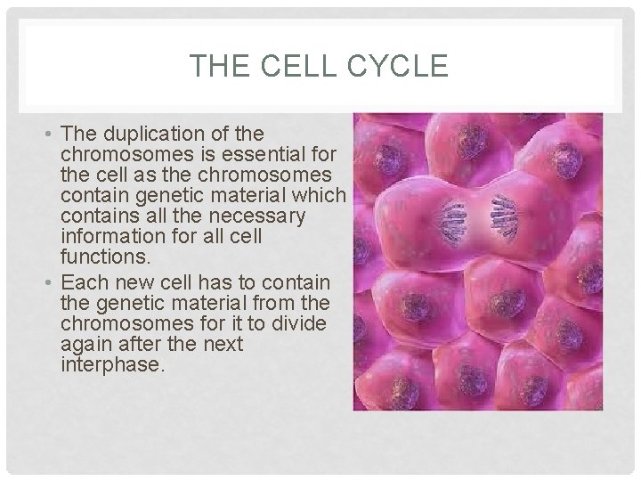 THE CELL CYCLE • The duplication of the chromosomes is essential for the cell