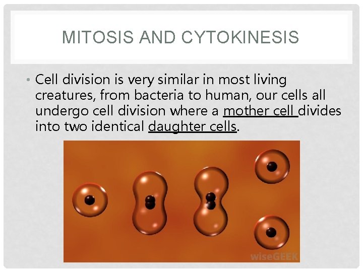 MITOSIS AND CYTOKINESIS • Cell division is very similar in most living creatures, from