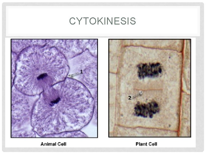 CYTOKINESIS 