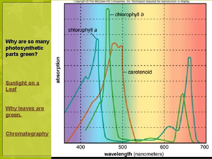 Why are so many photosynthetic parts green? Sunlight on a Leaf Why leaves are