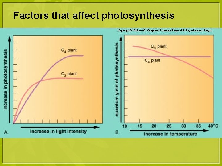 Factors that affect photosynthesis • Light intensity • Light ↑ = photosynthesis ↑ •