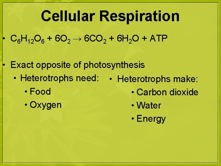 Cellular Respiration • C 6 H 12 O 6 + 6 O 2 →