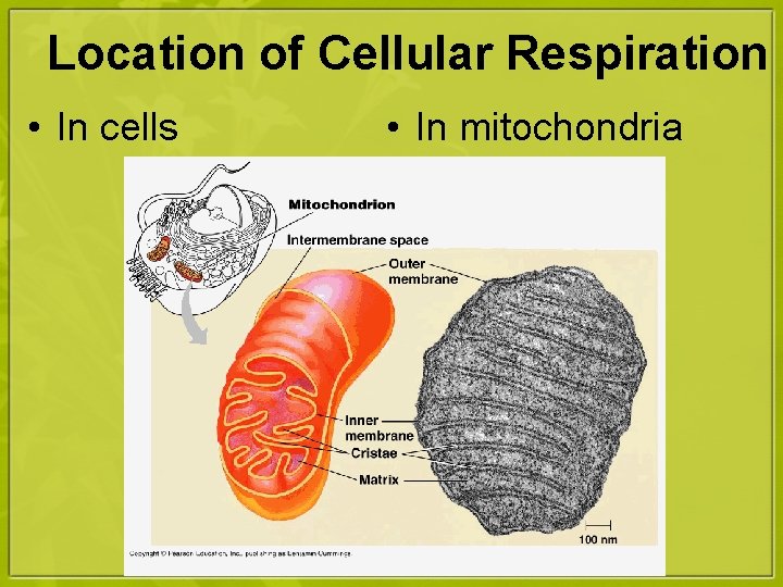 Location of Cellular Respiration • In cells • In mitochondria 