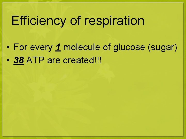 Efficiency of respiration • For every 1 molecule of glucose (sugar) • 38 ATP