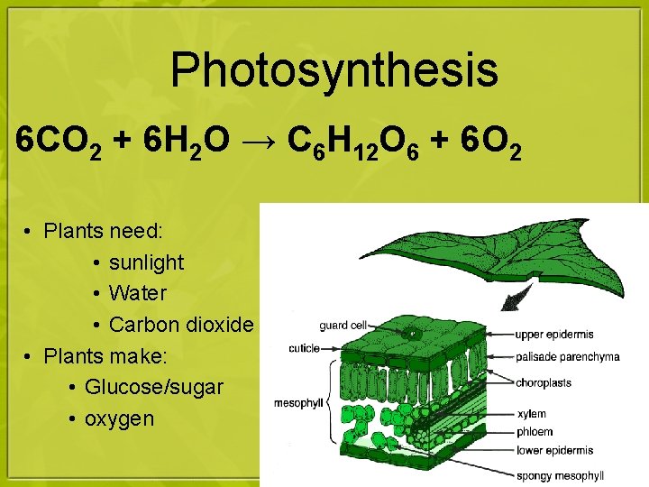 Photosynthesis 6 CO 2 + 6 H 2 O → C 6 H 12