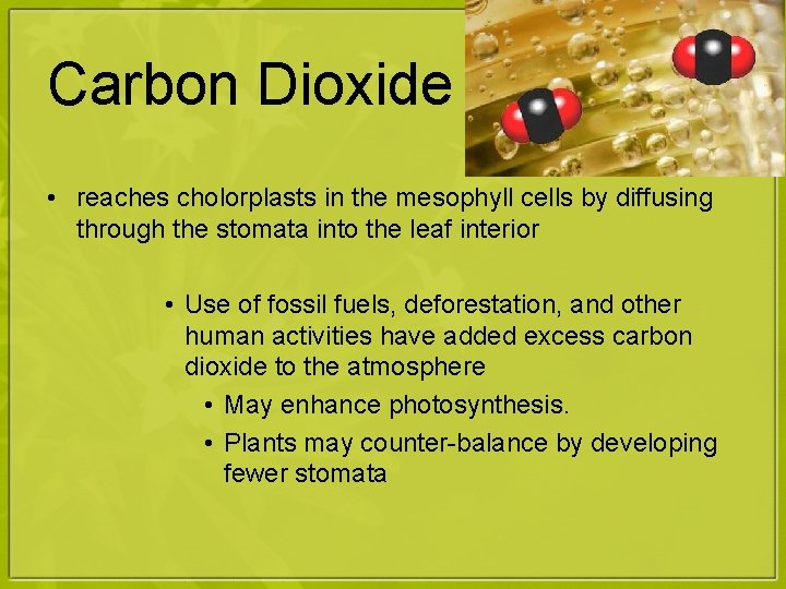 Carbon Dioxide • reaches cholorplasts in the mesophyll cells by diffusing through the stomata
