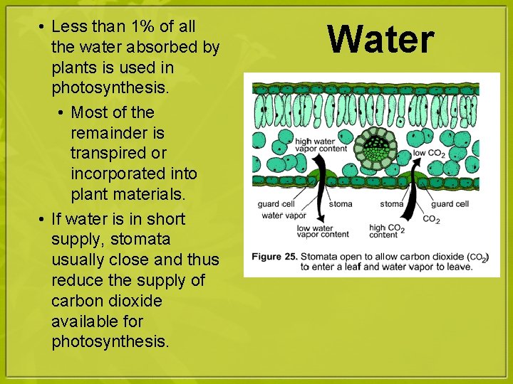  • Less than 1% of all the water absorbed by plants is used
