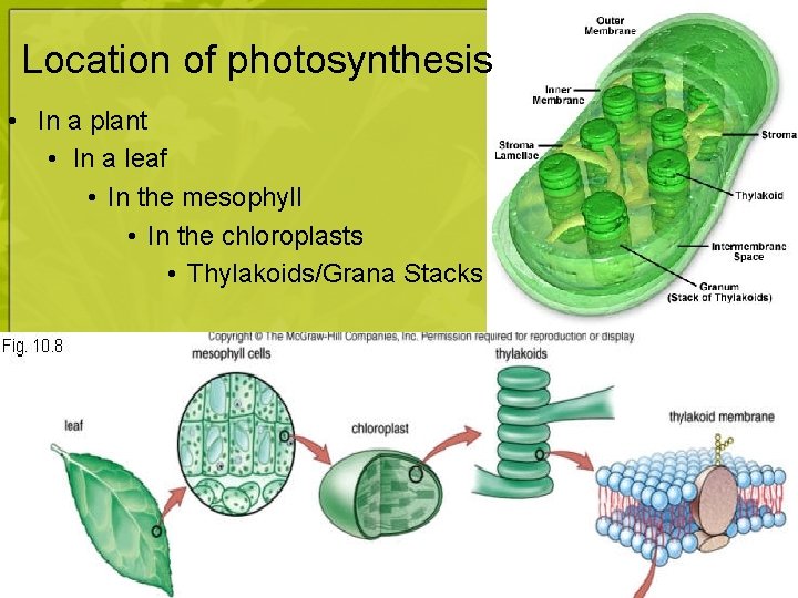 Location of photosynthesis • In a plant • In a leaf • In the