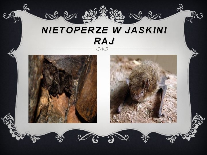 NIETOPERZE W JASKINI RAJ 