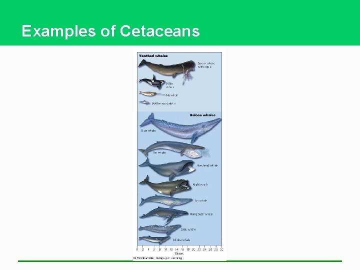 Examples of Cetaceans 