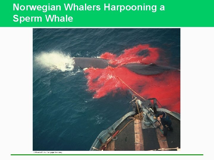 Norwegian Whalers Harpooning a Sperm Whale 