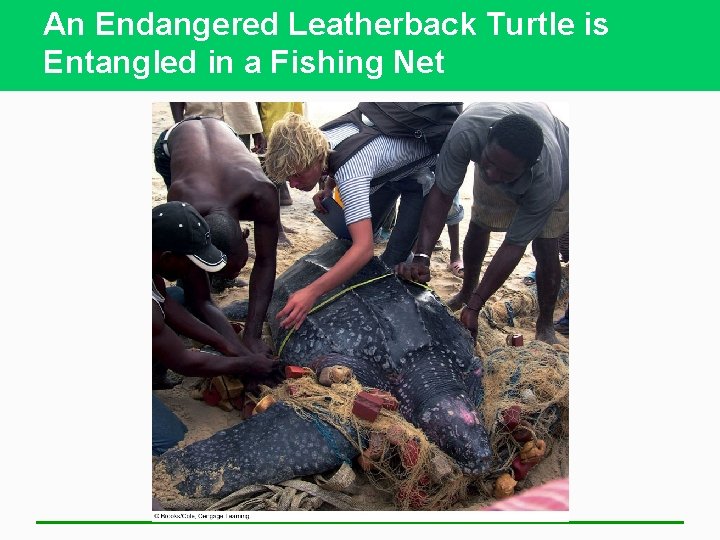 An Endangered Leatherback Turtle is Entangled in a Fishing Net 