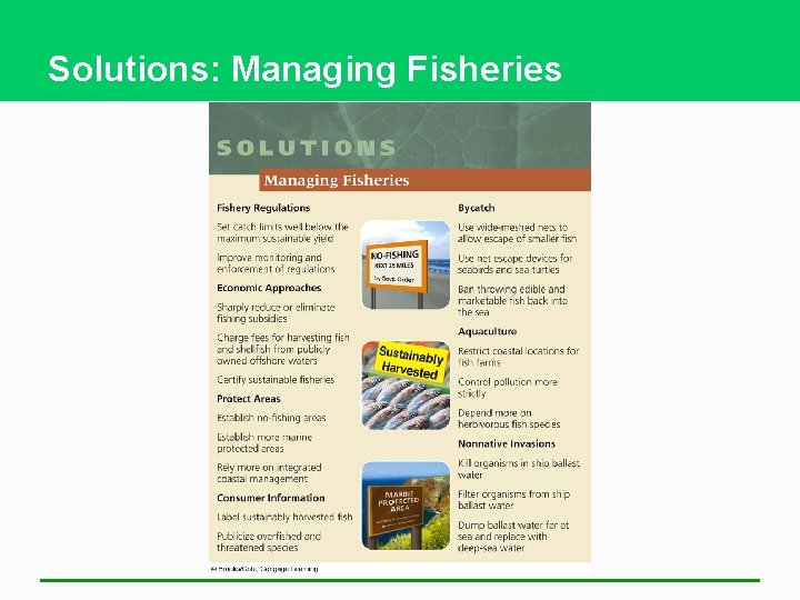 Solutions: Managing Fisheries 