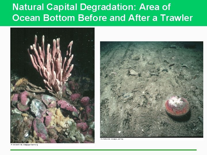 Natural Capital Degradation: Area of Ocean Bottom Before and After a Trawler 